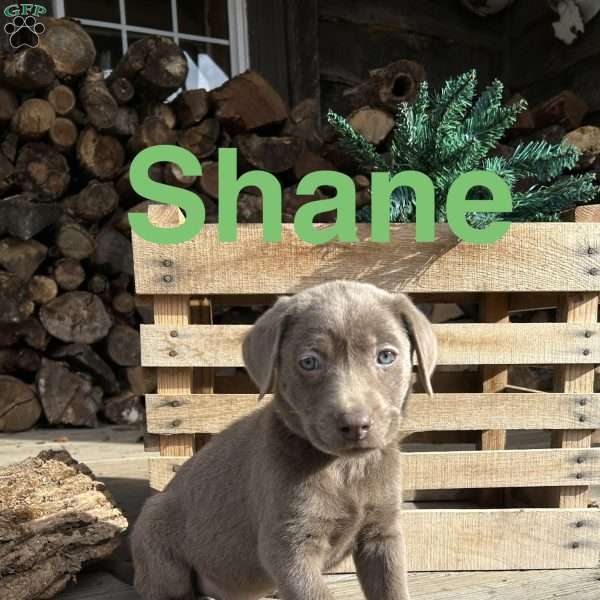Shane, Silver Labrador Retriever Puppy